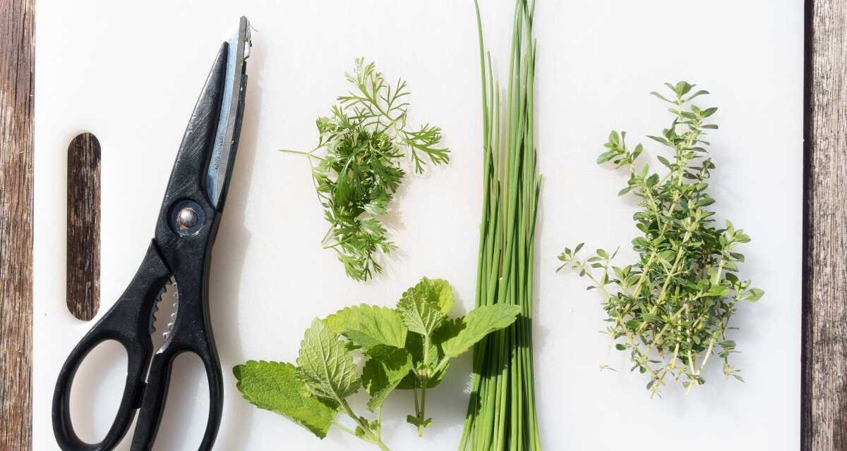 Comment conserver les herbes fraîches pour qu&rsquo;elles durent plus longtemps ?