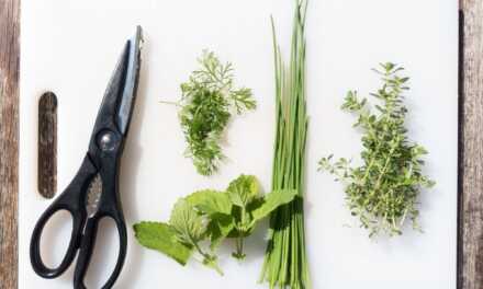 Comment conserver les herbes fraîches pour qu&rsquo;elles durent plus longtemps ?