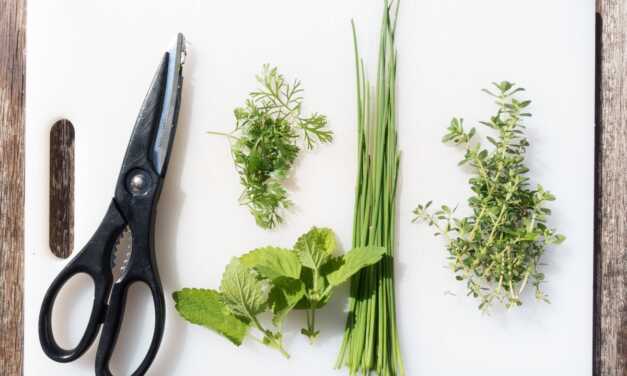Comment conserver les herbes fraîches pour qu&rsquo;elles durent plus longtemps ?